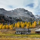 Goldene Lärchen auf der Fanes Alm