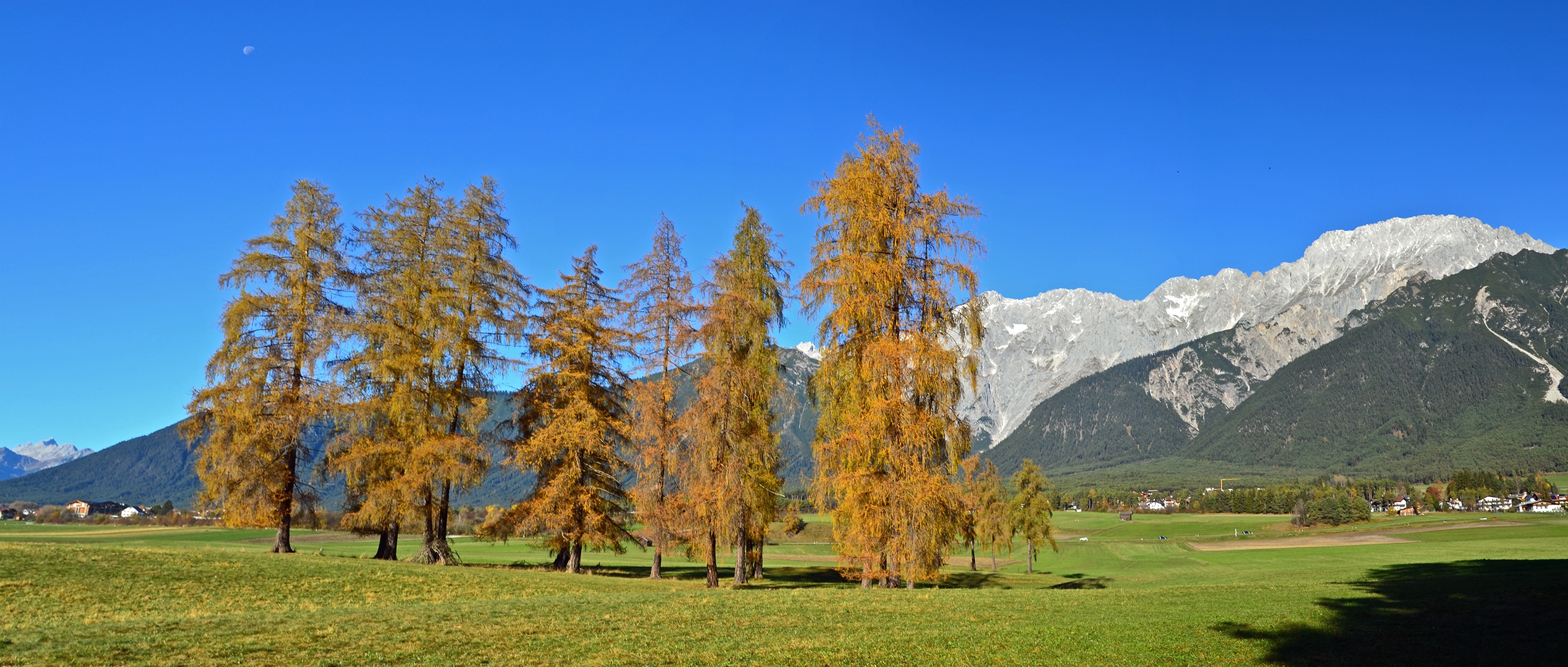 Goldene Lärchen