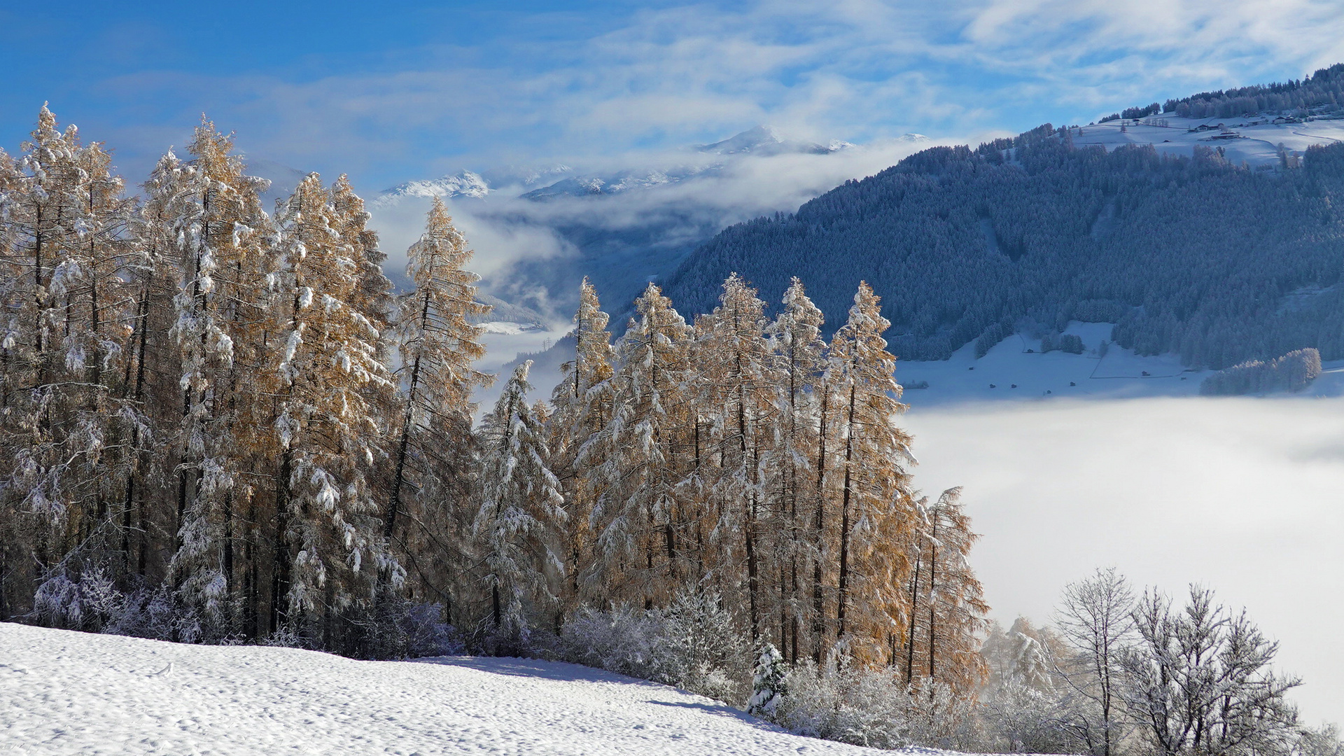 Goldene Lärchen, mit Schnee bestreut