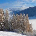 Goldene Lärchen, mit Schnee bestreut