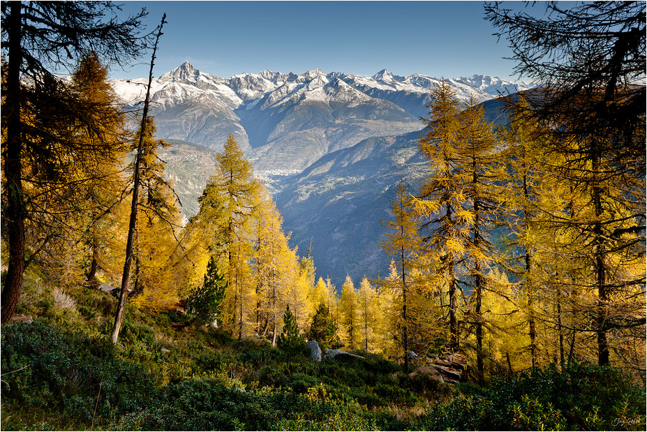 Goldene Lärchen und Berner Alpen