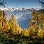 Goldene Lärchen und Berner Alpen