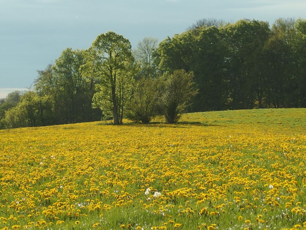 Goldene Landschaft