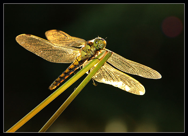 Goldene Libelle