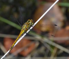 Goldene Libelle