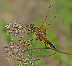 Goldene Libelle