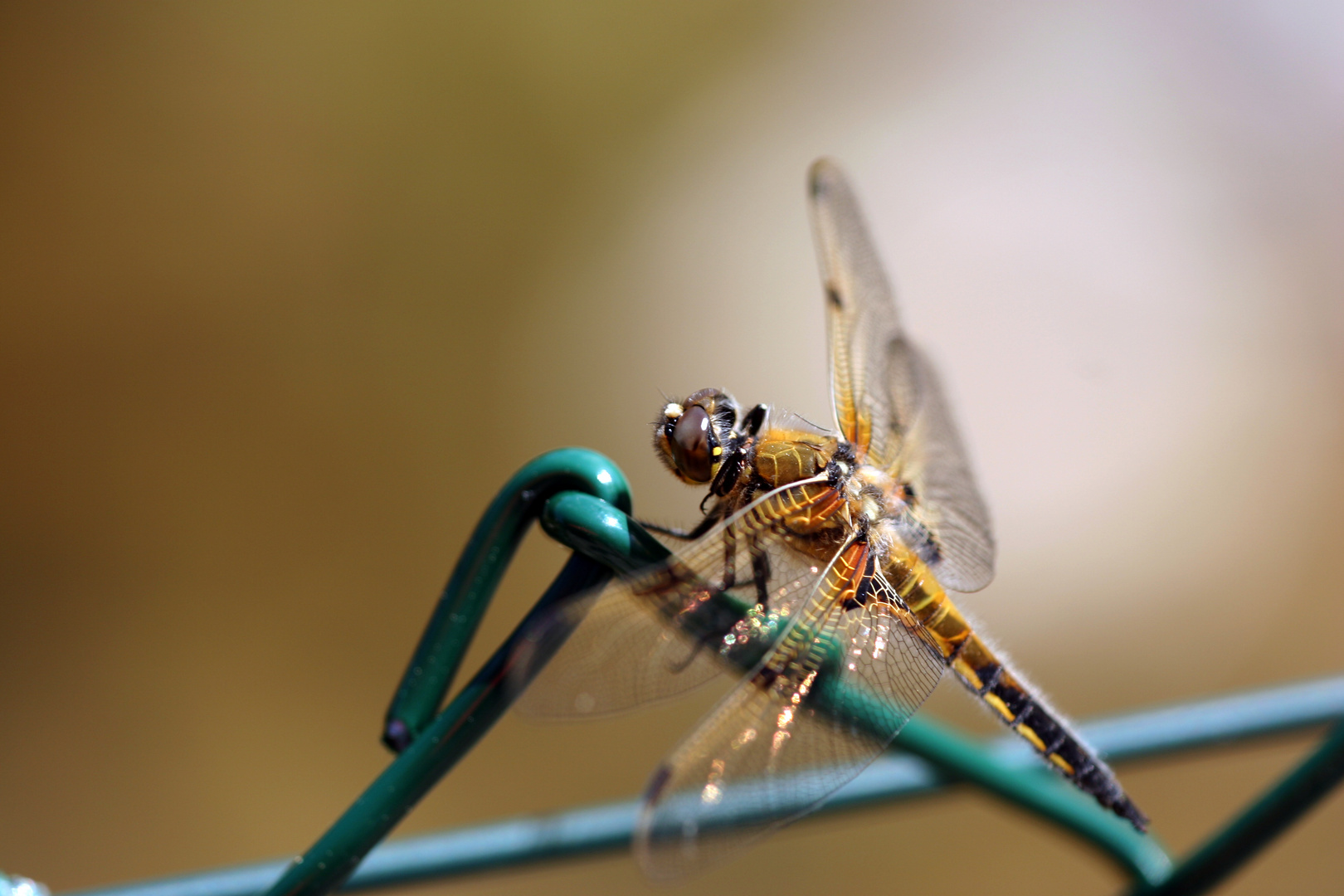 goldene Libelle