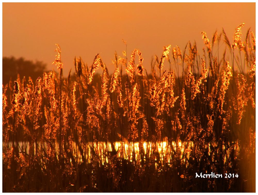 Goldene Lichter