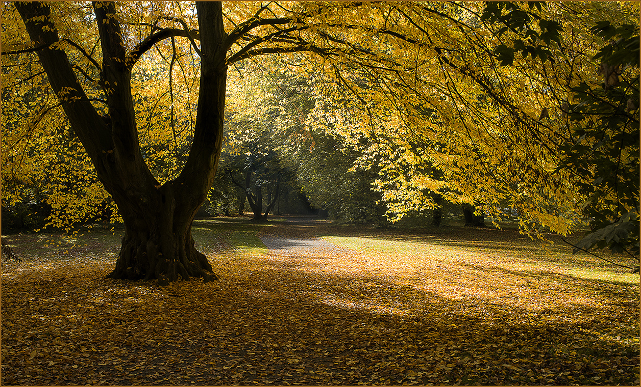 Goldene Lichtung