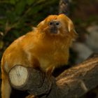 Goldene Löwenäffchen imalwetter zoo Münster