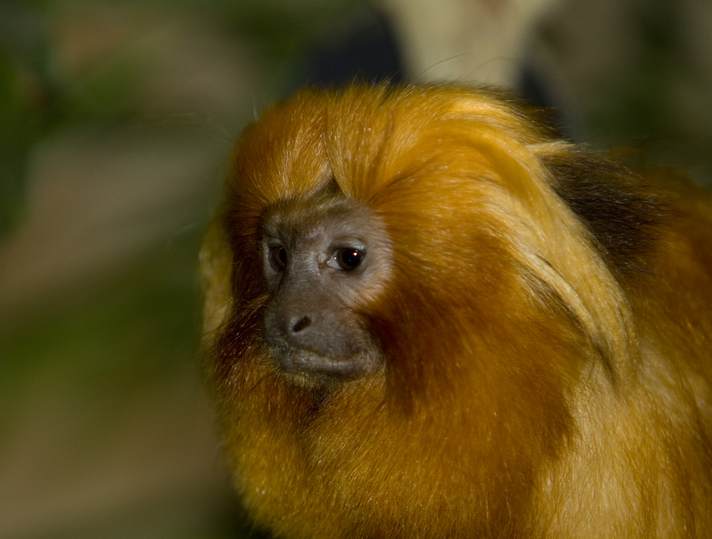 Goldene Löwenäffchen, Zoo Münster