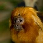 Goldene Löwenäffchen, Zoo Münster