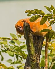 Goldene Löwenkopfäffchen 1