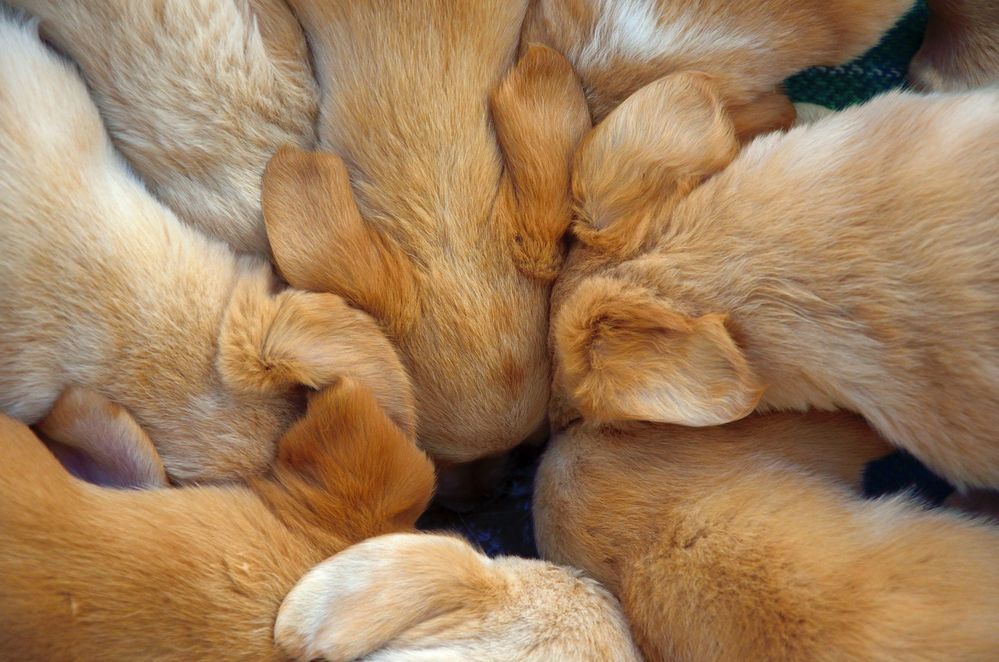 Goldene Mahlzeit - Golden Retriever von Rnojosef 