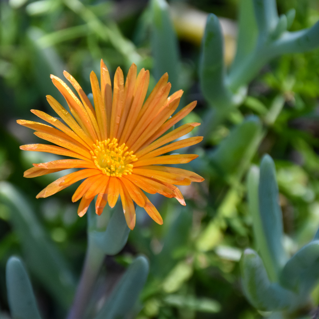 Goldene Mittagsblume