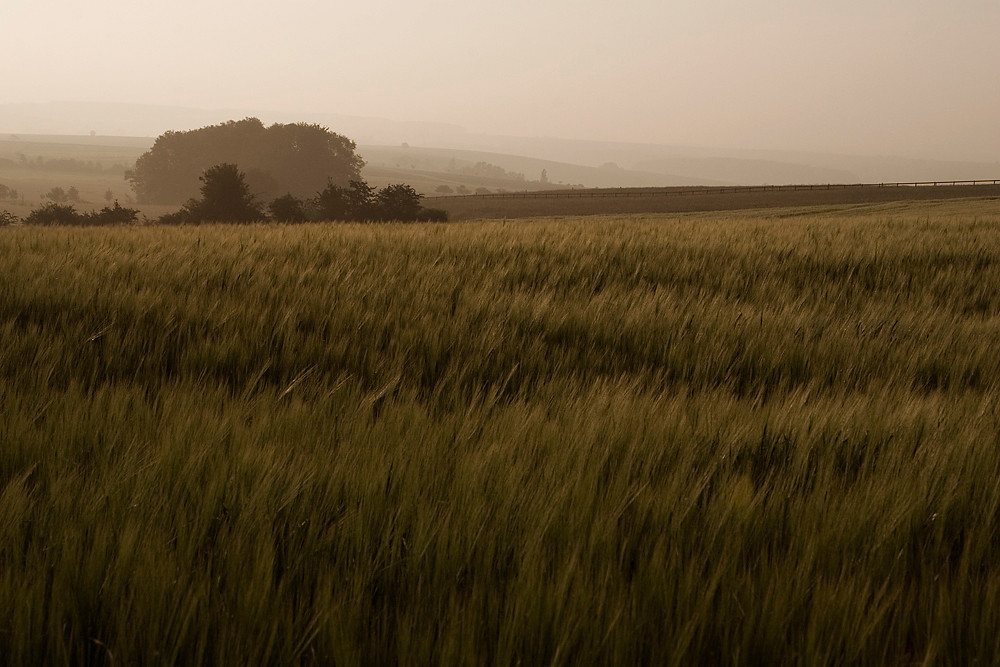 Goldene Morgenstimmung