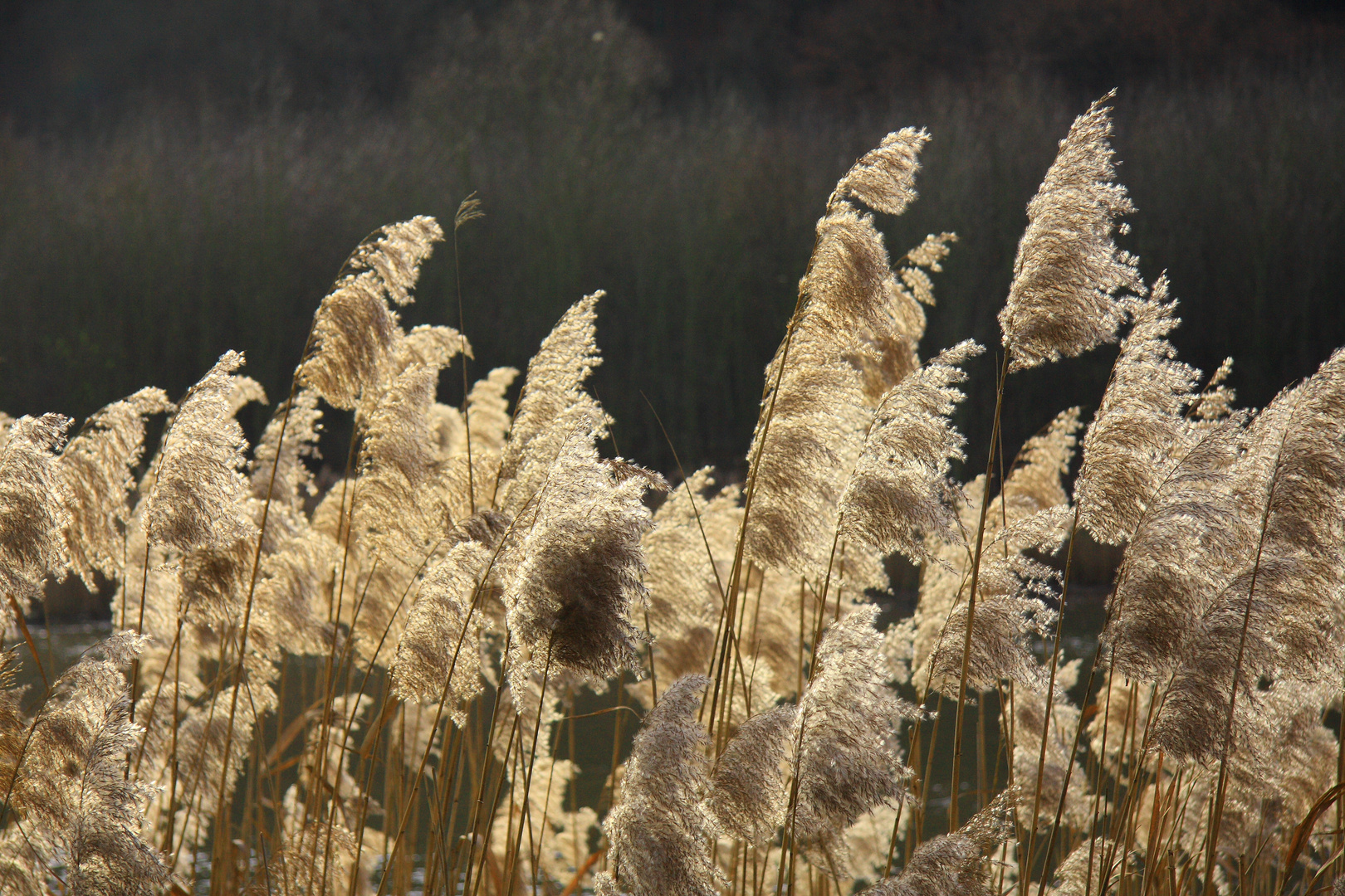 Goldene Natur