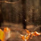 Goldene Novemberspinne oder ein herbstliches Netzwek.