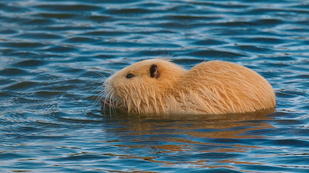 goldene Nutria