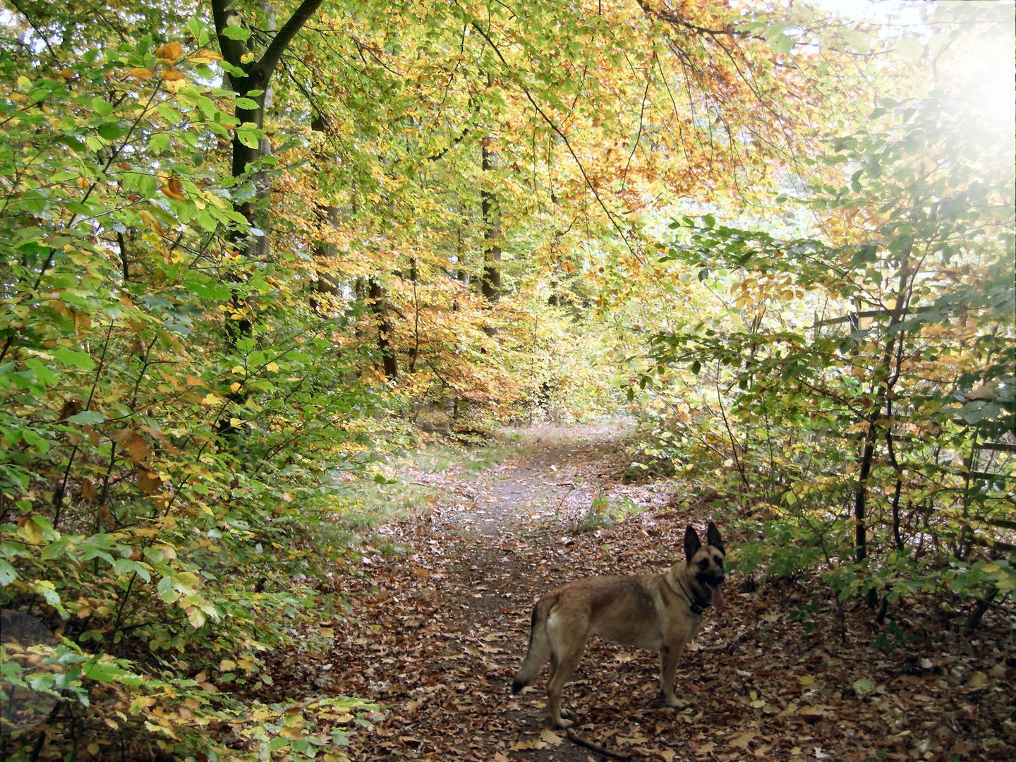 Goldene Oktober