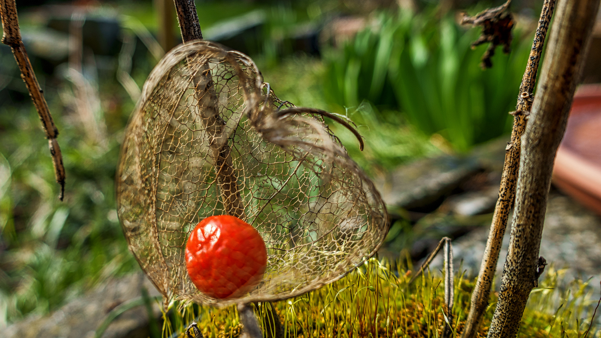 Goldene Physalis