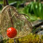 Goldene Physalis