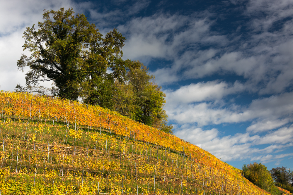 Goldene Rebberge