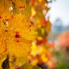 Goldene Reben im Piemont I