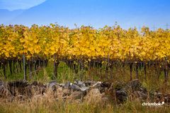 Goldene Reben in der Nähe des Weingut Davaz bei Fläsch in Graubünden (Schweiz)