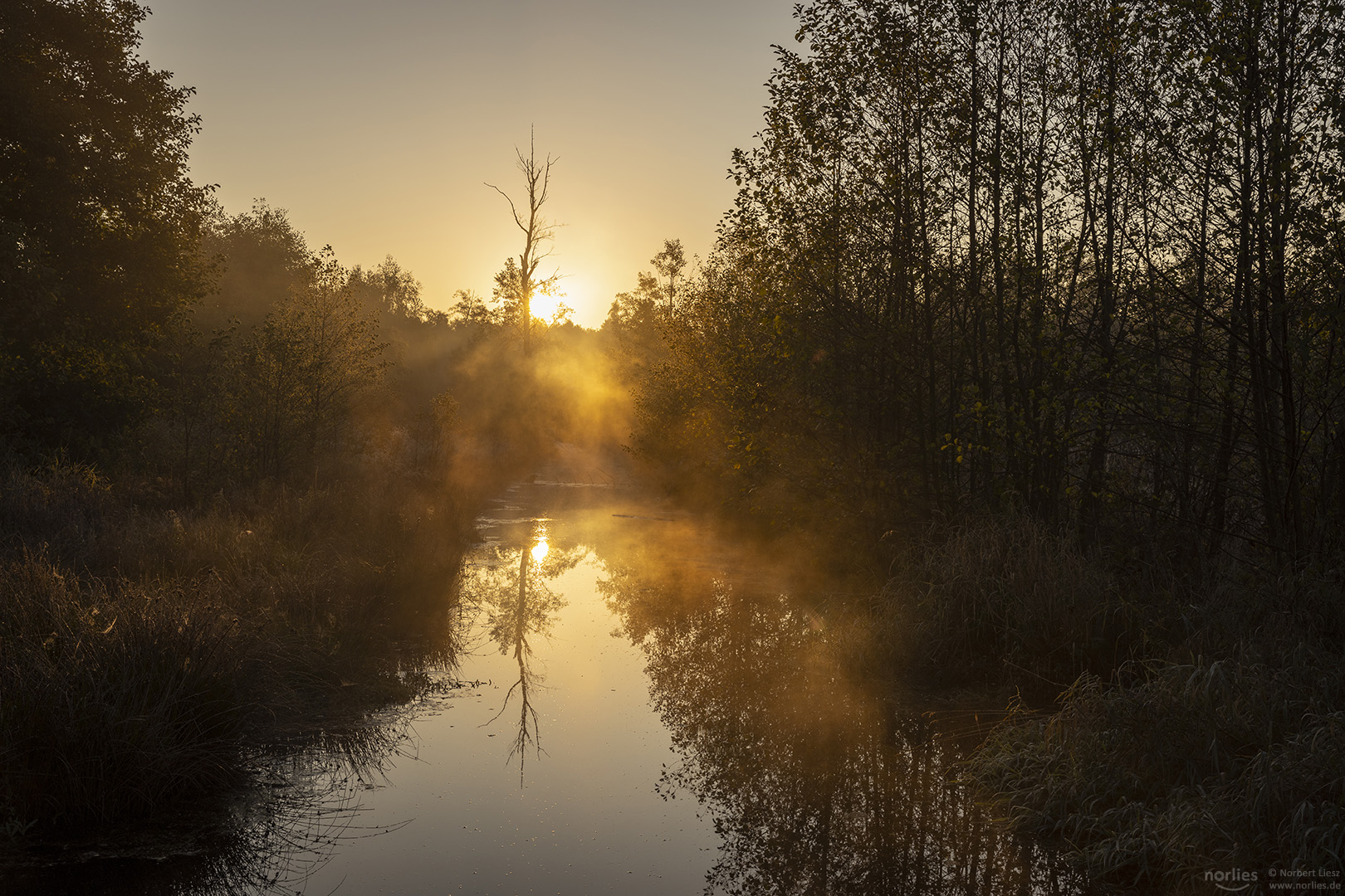 Goldene Reflektionen