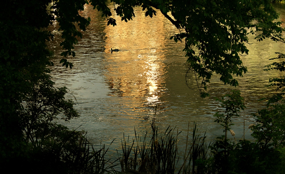 goldene regnitz - von der sonne wach geküsst