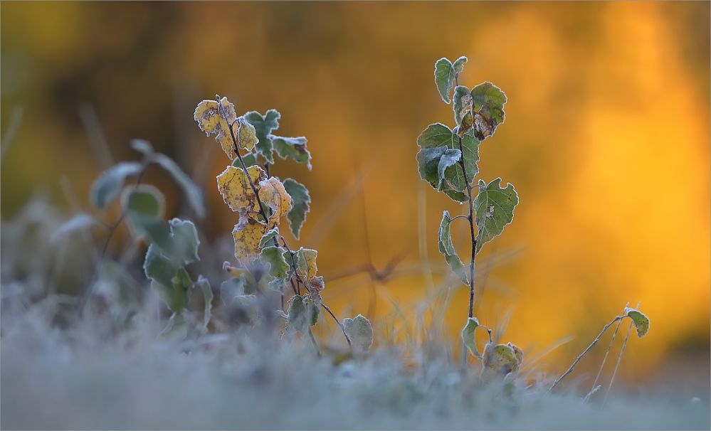 Goldene Reif-Oktobertage