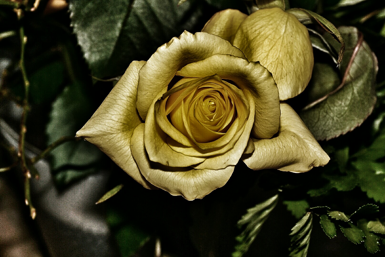 goldene ROSE