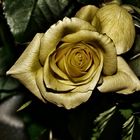 goldene ROSE