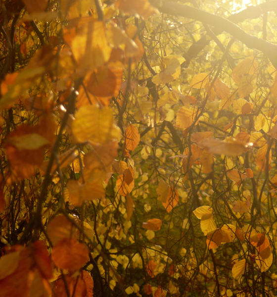 Goldene Schattierungen