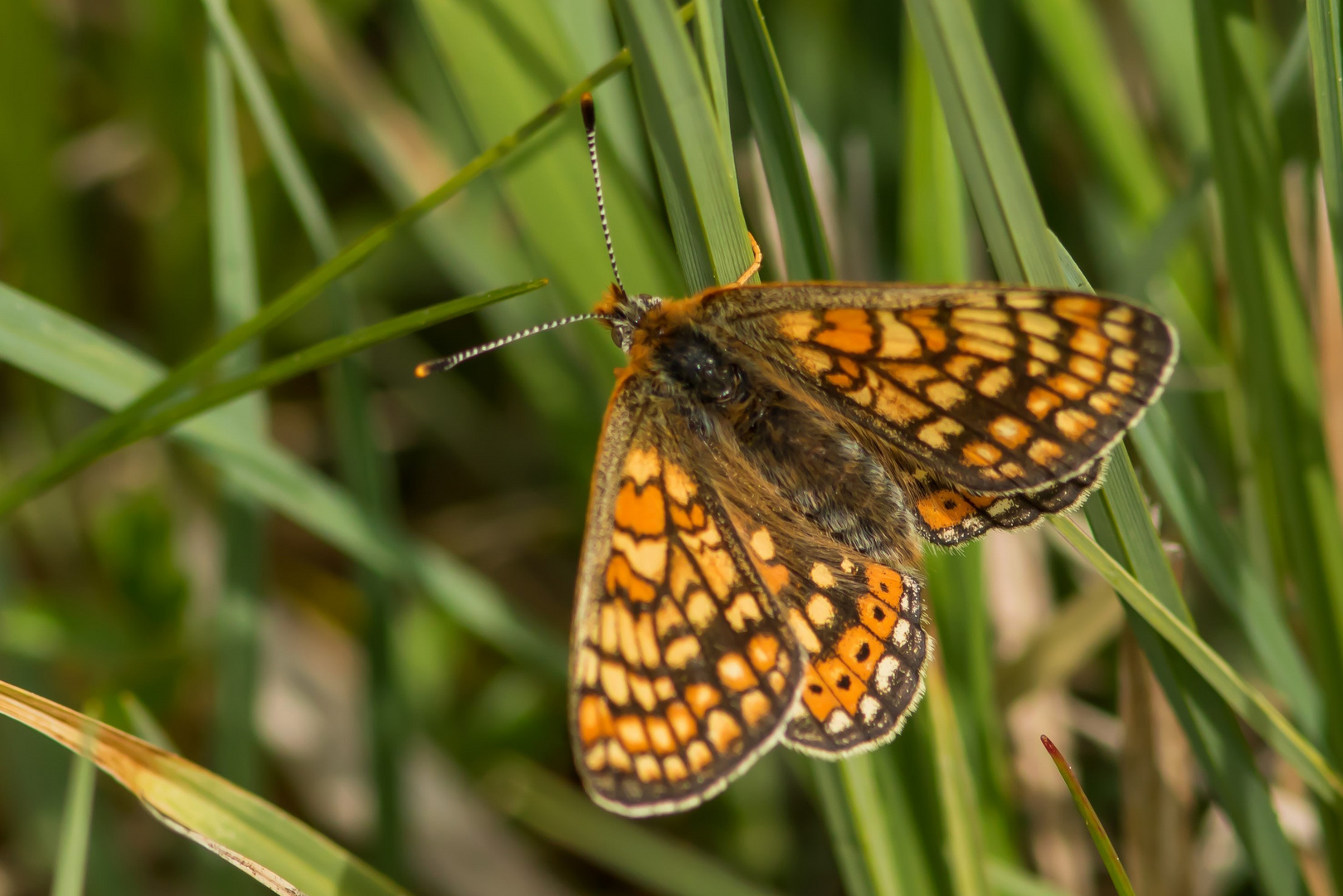 Goldene Scheckenfalter