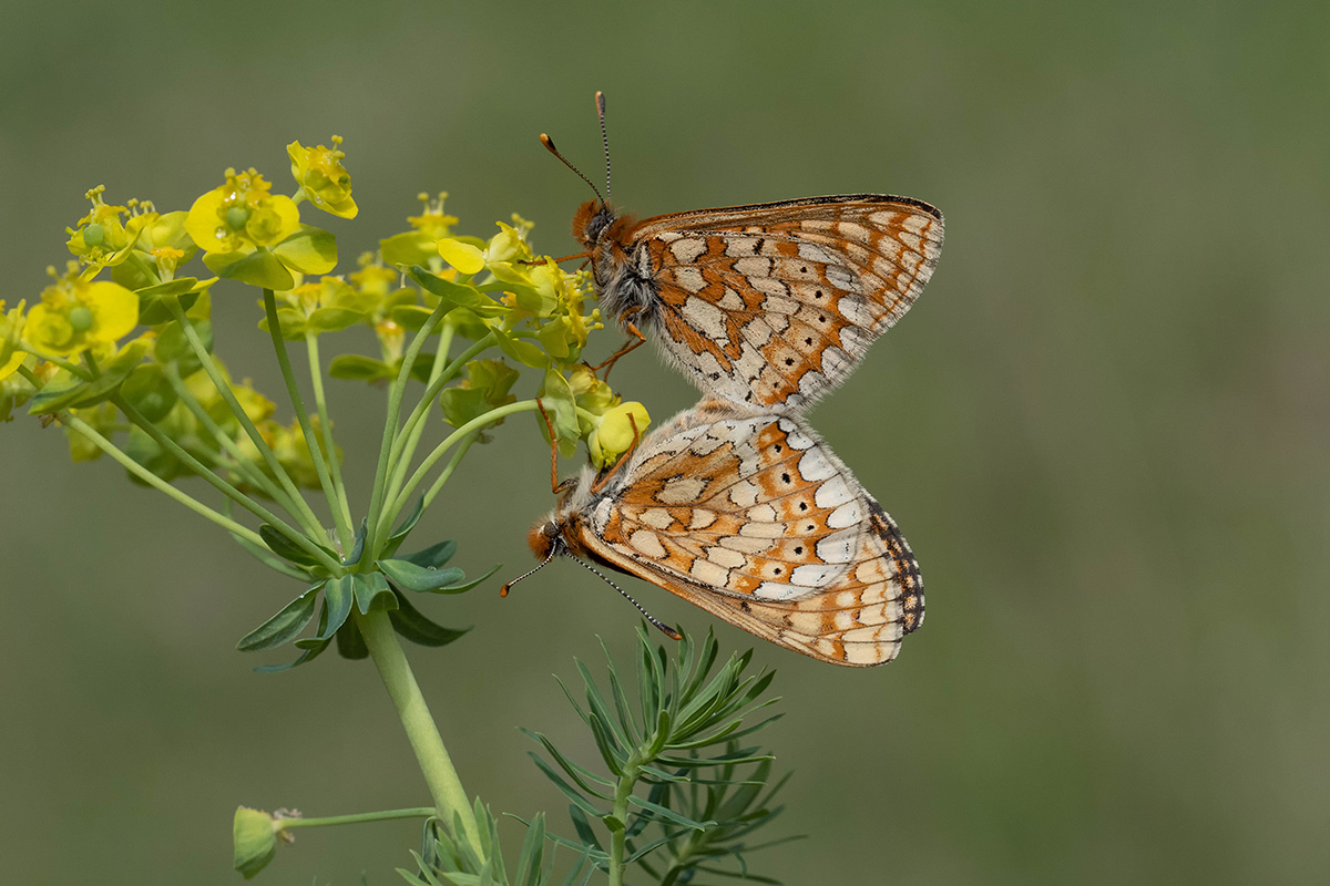 Goldene Scheckenfalter