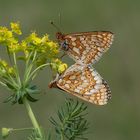 Goldene Scheckenfalter