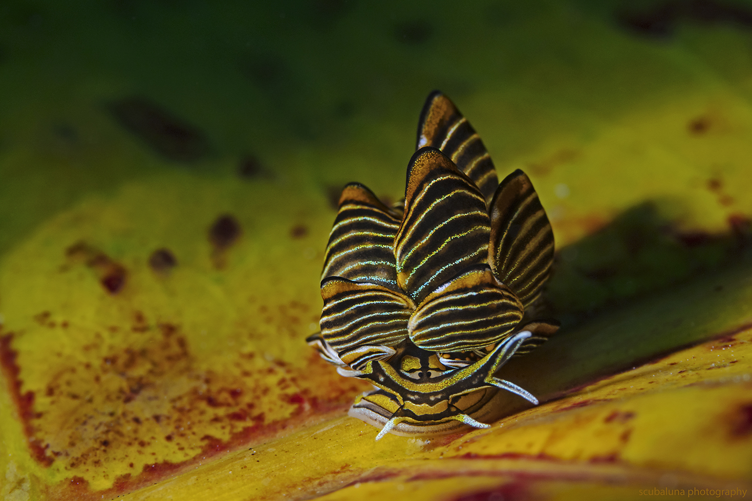 Goldene Schlundsackschnecke