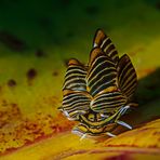 Goldene Schlundsackschnecke