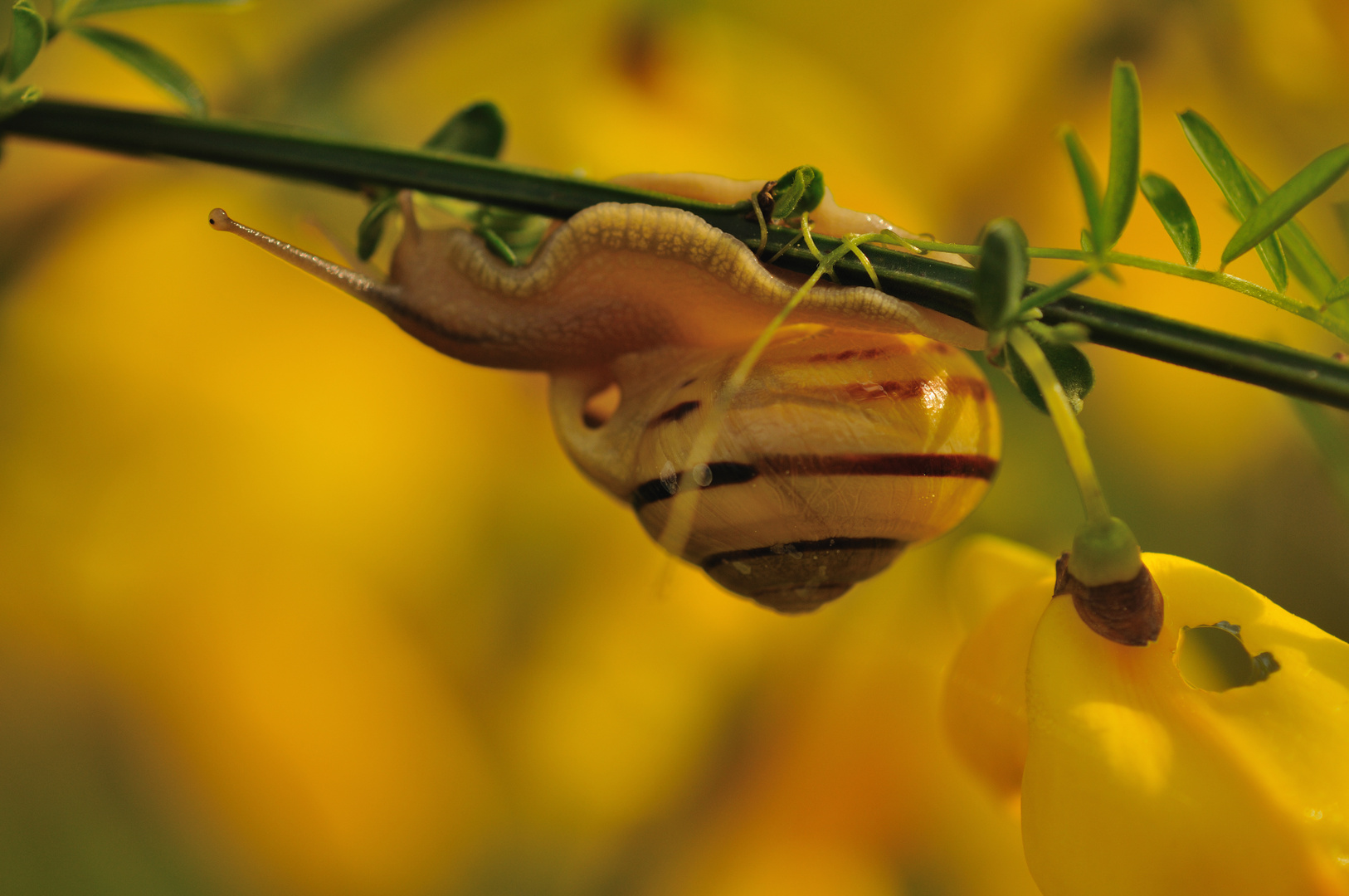 Goldene Schnecke