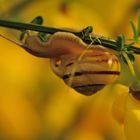 Goldene Schnecke