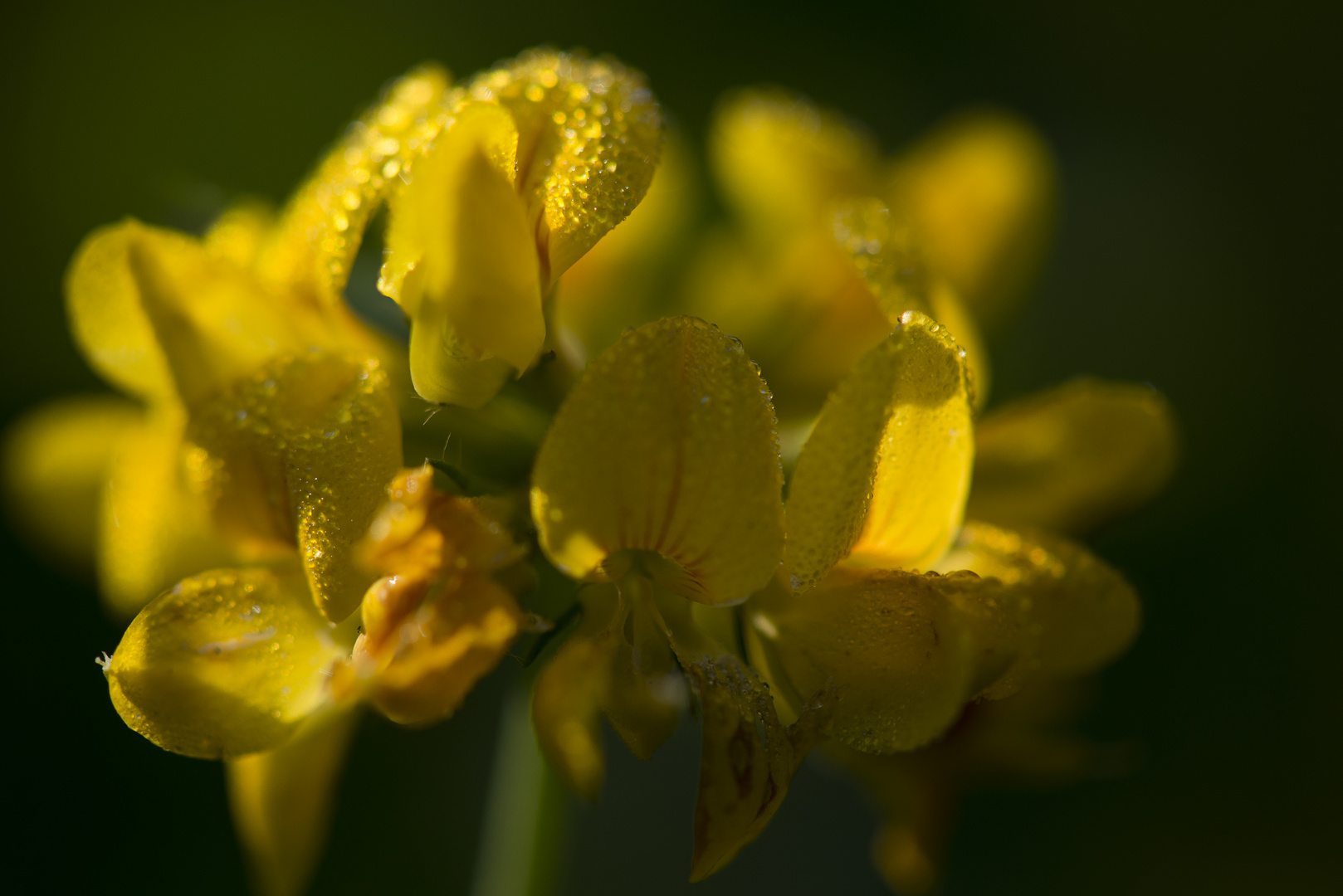 Goldene Schönheit