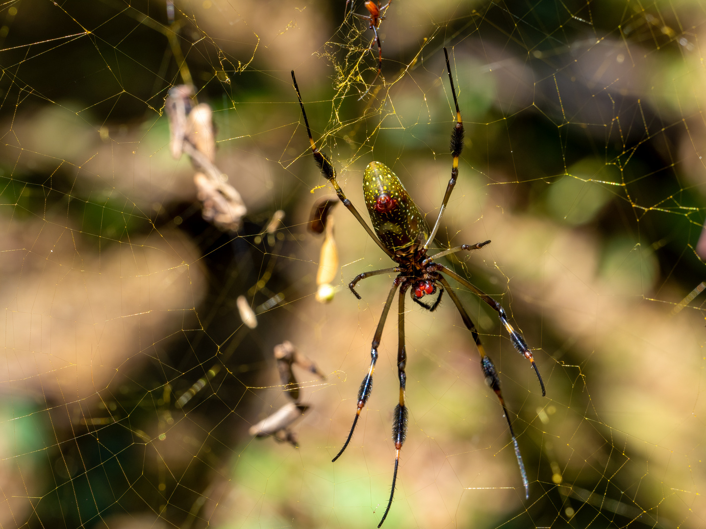 Goldene Seidenspinne