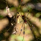 Goldene Seidenspinne