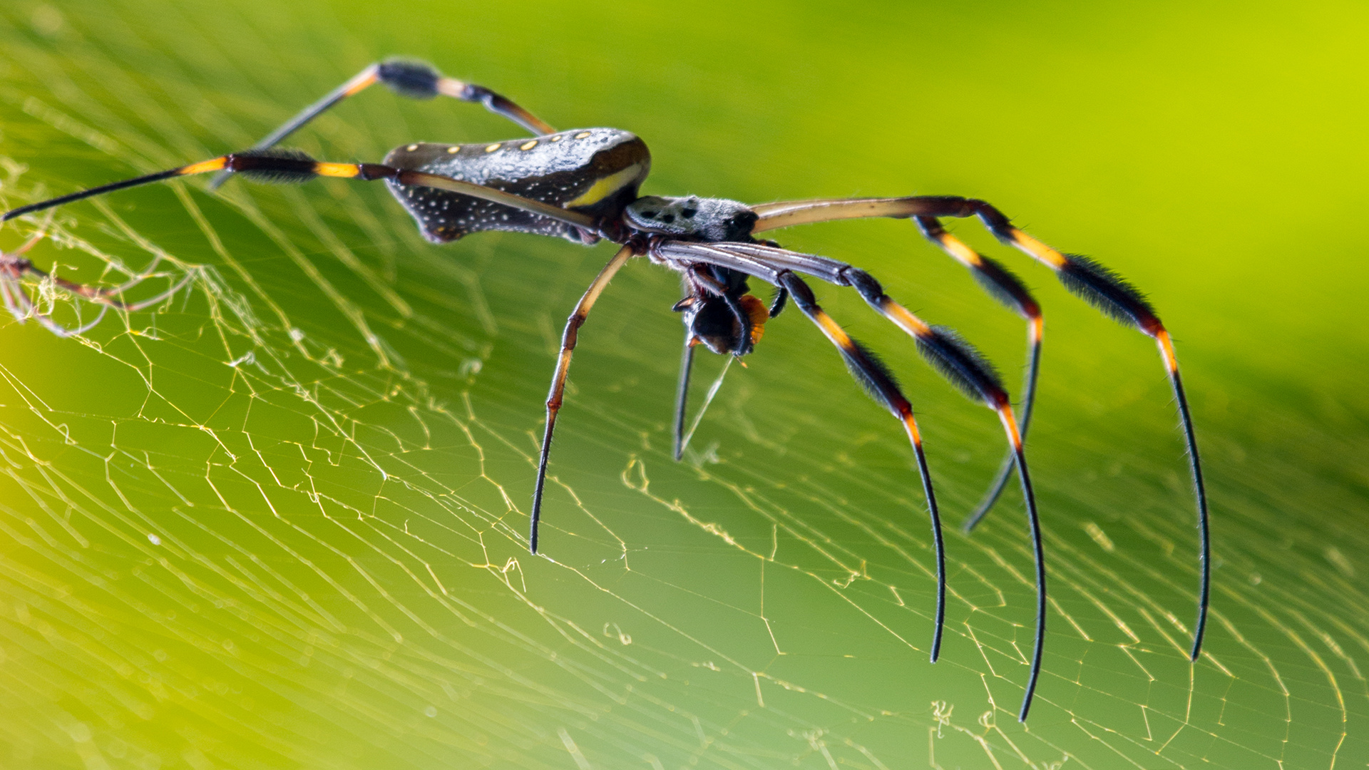 Goldene Seidenspinne