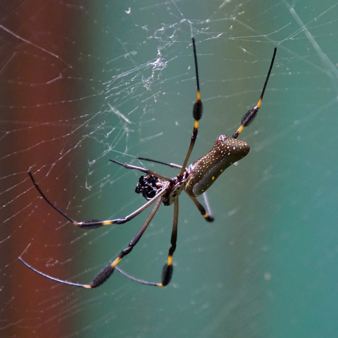 Goldene Seidenspinne