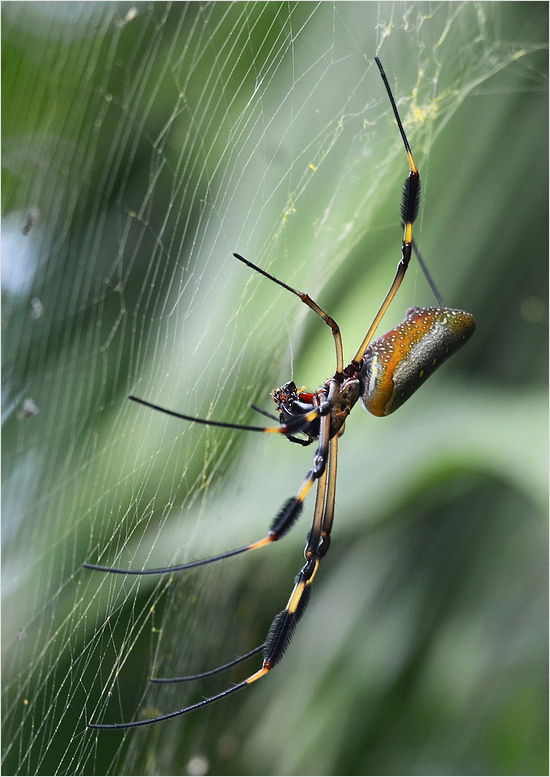 Goldene Seidenspinne