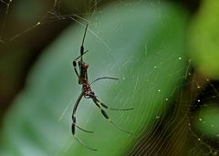 Goldene Seidenspinne