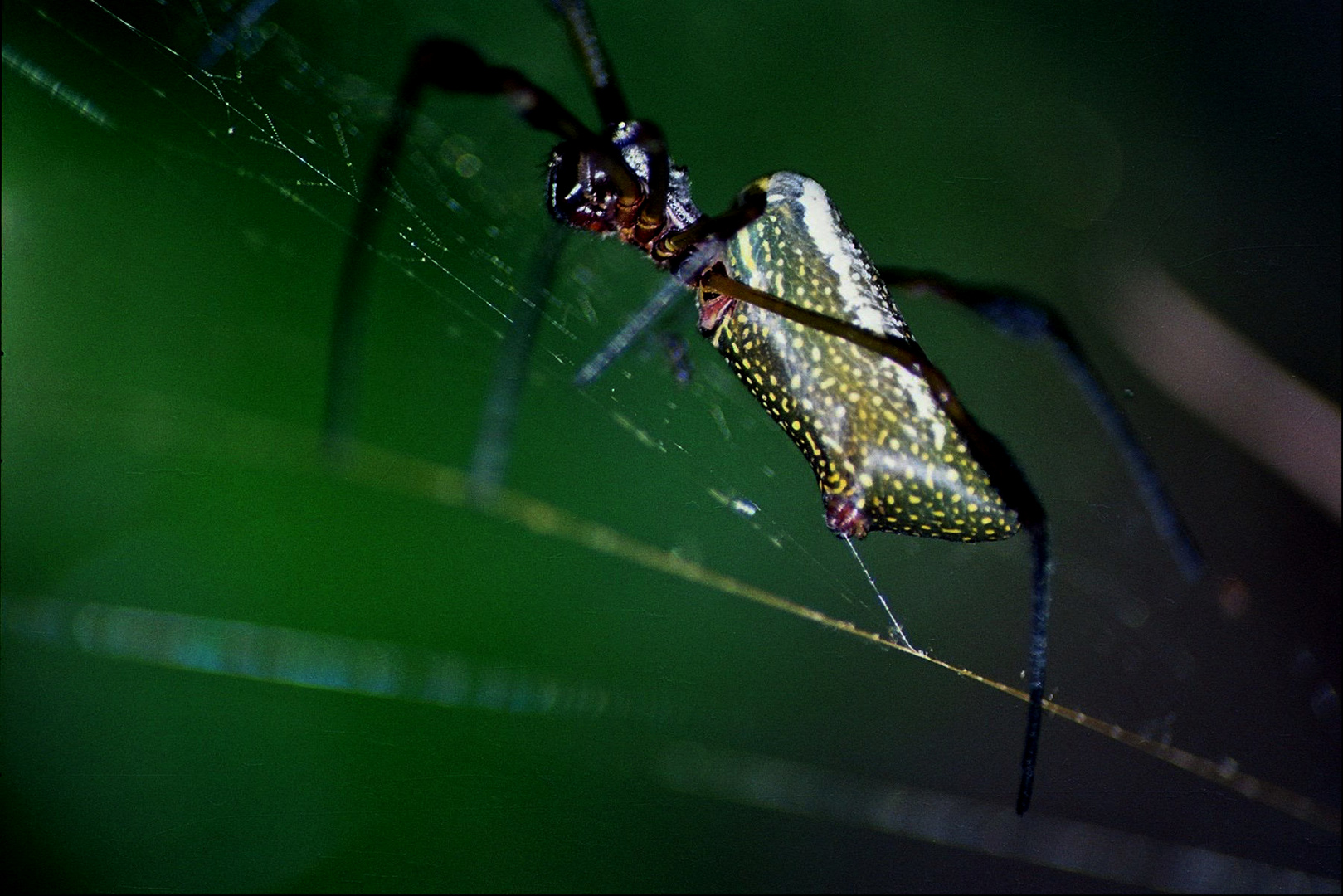 Goldene Seidenspinne